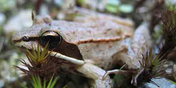 amphibian-wood-frog-MichaelZahniser-Wikimedia-600x300.jpg